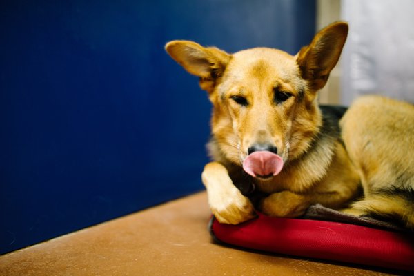 Our kennels are comfortable + cozy for all dogs that come through our doors, and we provide complimentary Kuranda beds for all stays.