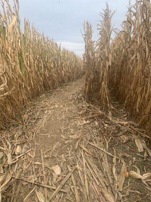 Corn maze during fall/Halloween season