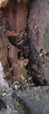 Drywood Termites Infestation.