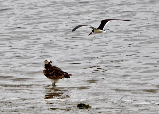 Osprey in the water checking out Black Skimmer !