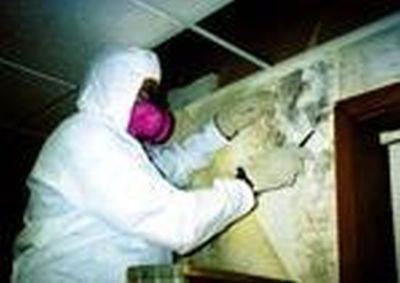 Current mold remediation work