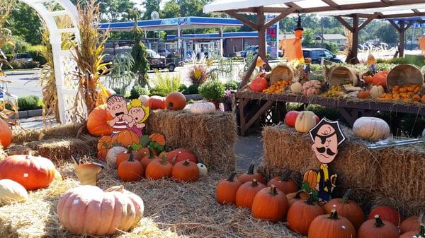 The pumpkin patch at Acer's