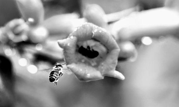 I captured this bee in the pollen line.