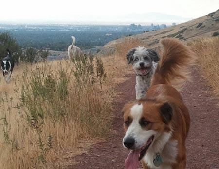 Dogs don't just get great exercise on Merry Pets hikes - they get great socialization and make good friends too.