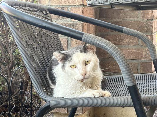 Feral kitty before his dental work