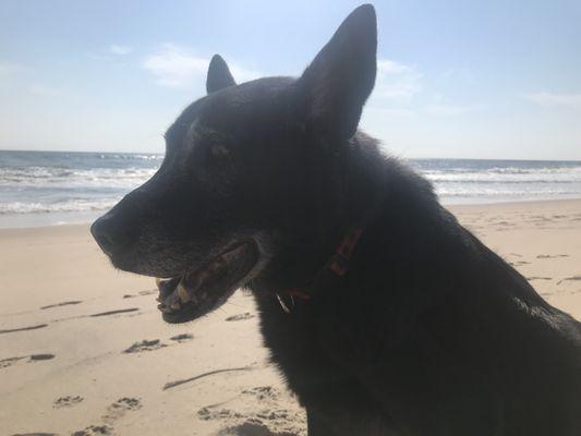 Joey, last days on Atlantic Beach.