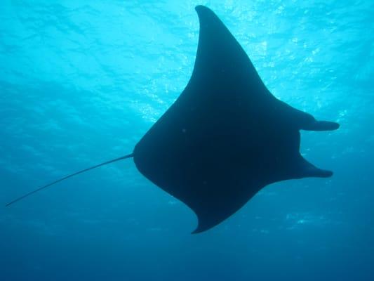 Manta ray, Kona Hawaii