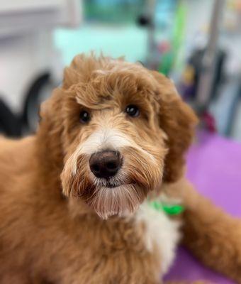 This sweet fella is looking fresh- Dog Groomers Near Me, Golden doodle groomer