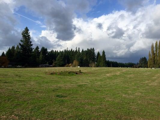 Large Open Area for Dogs to Play