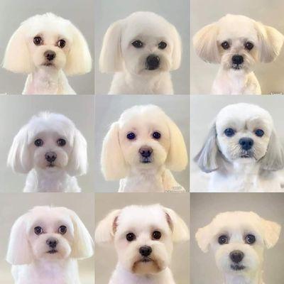 Bark & Bark Dog Grooming Salon