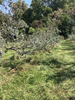 Typical tree with nothing.  Rows and rows of this