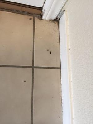 Dead bugs on entry tile