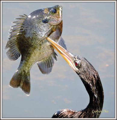 Anhinga Bird catches a Fish bigger than it can swallow!! Photography by T.Gilmore aka "Capture_This"