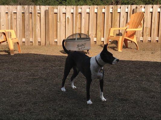 They love having four legged guests. Including this wild child!