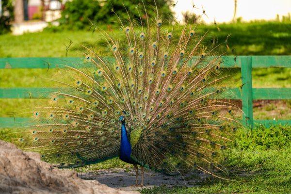 What that?  A Peacock? Why yes Mr Watson.....