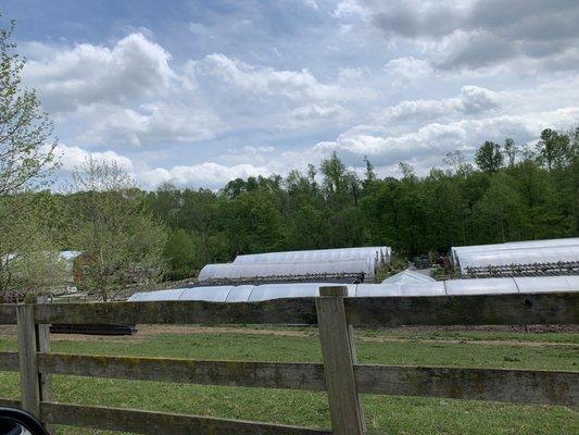 Tudbinks greenhouses