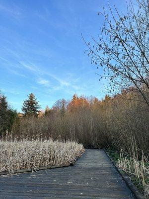 Boardwalk through the wetlands