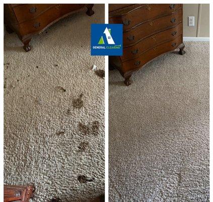 Carpet cleaning pet accident