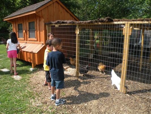 Chicken coop with 18 chickens.