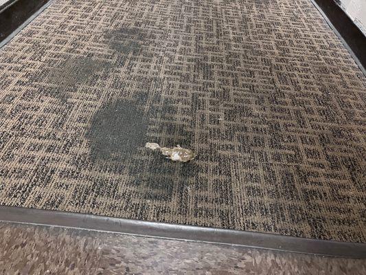 Filthy carpets found in buildings which apparently is someones dog's potty.