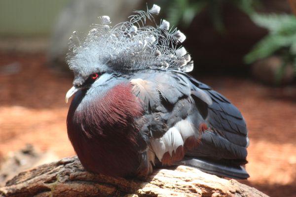 July 4, 2022 - National 
 Aviary, Pittsburgh, PA