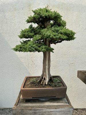 Chinese Juniper, planted 1975.