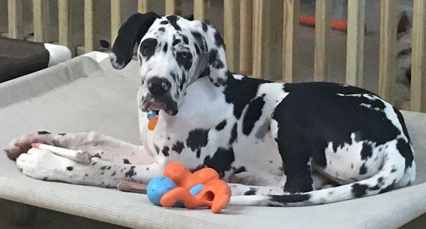 Walter lounging at We Dig Your Dog