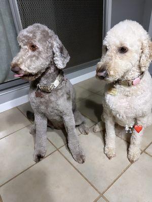 My 2 Goldendoodles