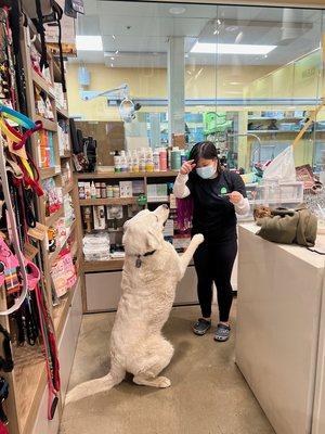 Mr. Klondike discusses Treat Science