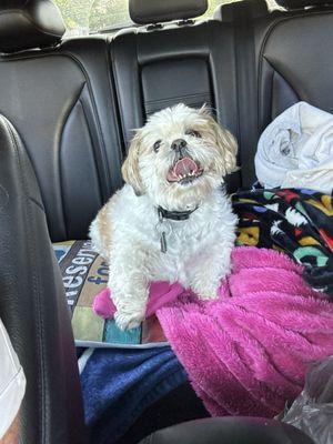 Sky waiting in line at the Meadows drive-thru  to get his pup cup to start the weekend!