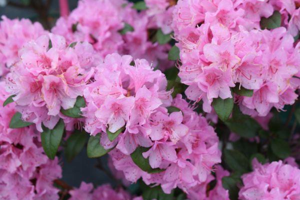 Azaleas & Other Great Mother's Day Gift Ideas!