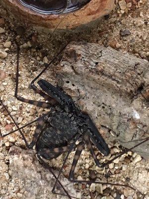 Tailless Whip Scorpion