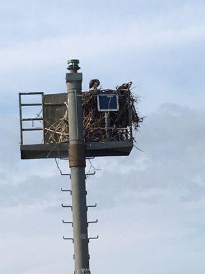 Osprey nest