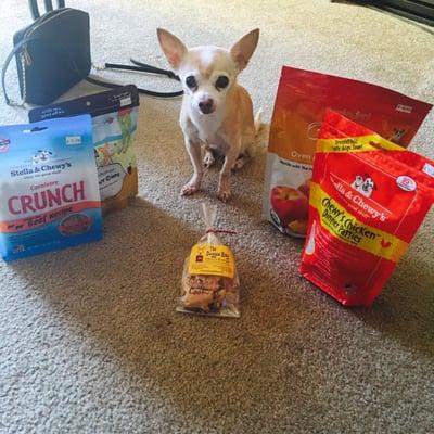 Daisy patiently waiting for me to snap the pic and break into her treats.