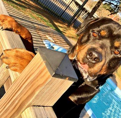 Hanging out in the huge playground/pool area of the Pet Palace in Webster, Texas