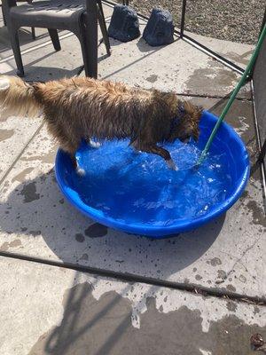 Lexi in water