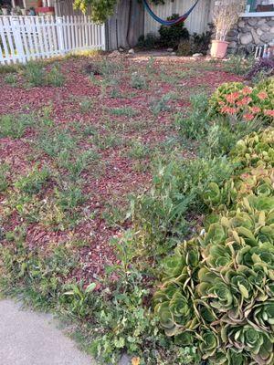 Weeds overgrown after no yard service for months