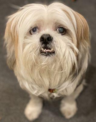 A Shih-Tzu mix dog with white and tan hair, groomed in a lion cut style.