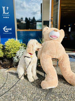 Baci x the bear at the bakery!