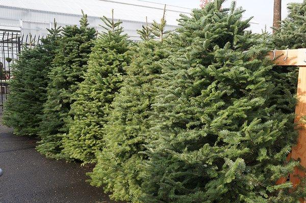 Fresh cut and living Christmas trees have arrived.