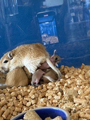 Gerbil with her babies