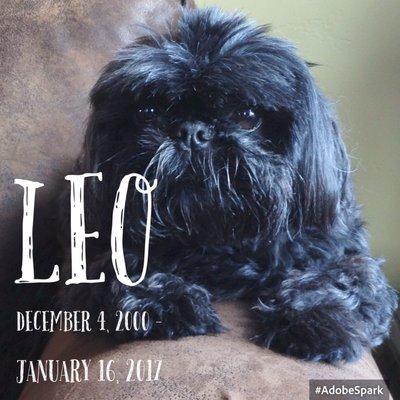 Leo was treated by KVH like the king he was ... thank you for your care to all of our three furkids!