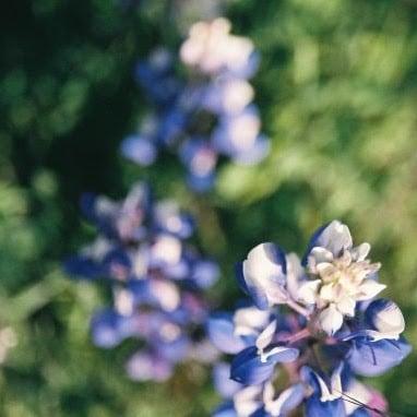 California Lupine