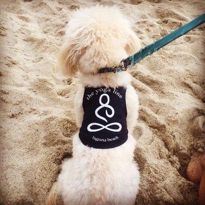 @jackthemaltipoo86 models The Yoga Line in his spare time! XO