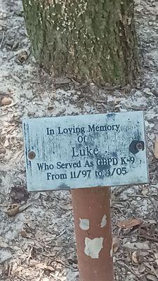 A tree that was planted in memory