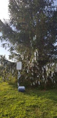 Wishing tree!