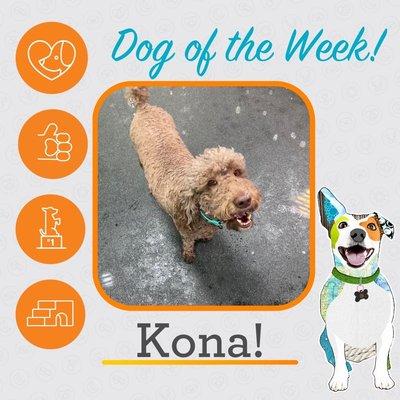 Dogtopia Dog of the Week!