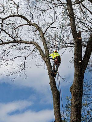 No fences where damaged in the tree removal