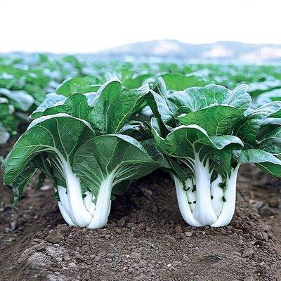 Bok Choy Plants