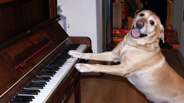 Another happy family to receive their piano and happier dog!